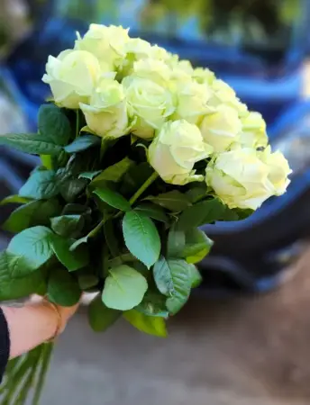 Букет из 21 белой розы